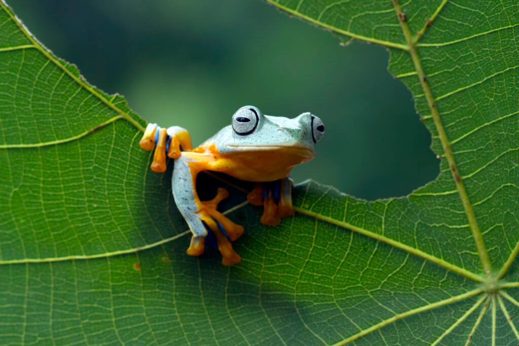 Les Espèces Invasives, une menace pour la biodiversité mondiale